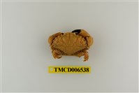 藏品(肉球皺蟹)的圖片